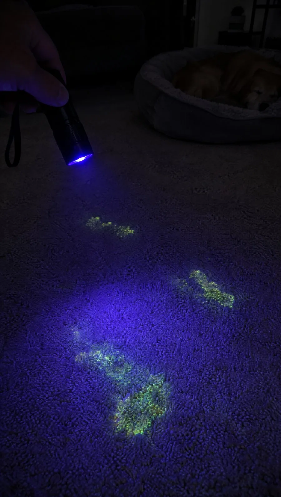 A UV black light revealing glowing dried pet urine stains on a carpet at night